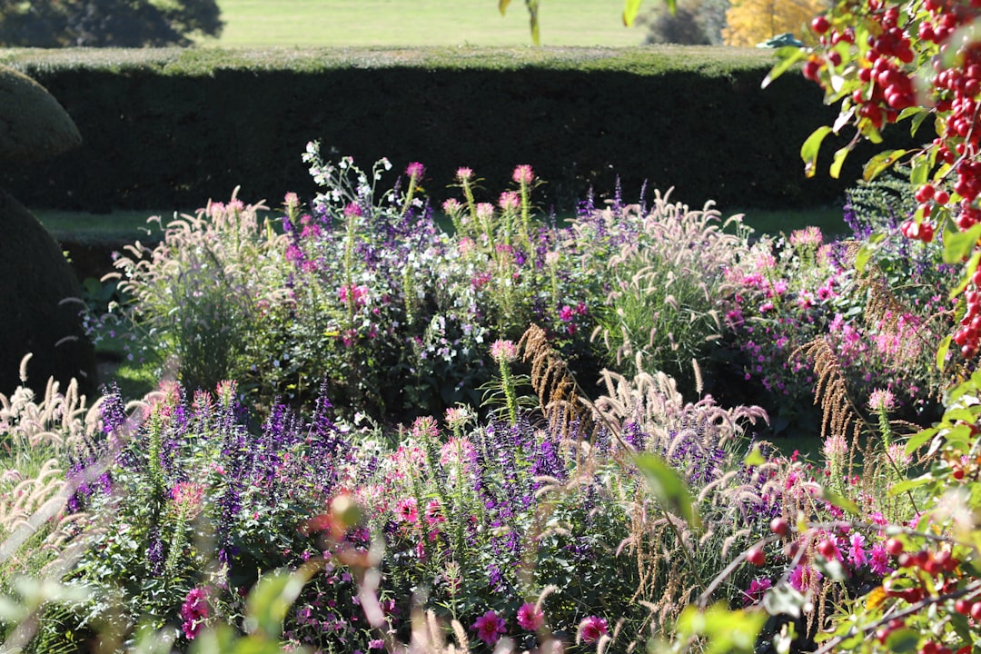 A garden border filled with colourful flowers and grasses